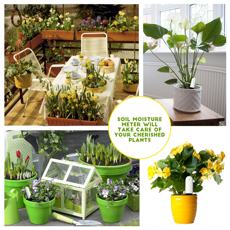 HHCC Flower Care Max Smart Pla - Smart Garden Xiaomi recensione e prezzo