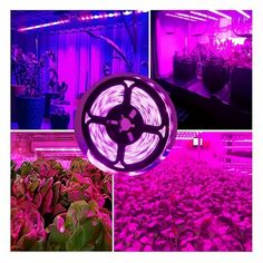 1M/2M/3M/5M/10M LED Spettro Co - Led Plant Light Strip recensione e prezzo